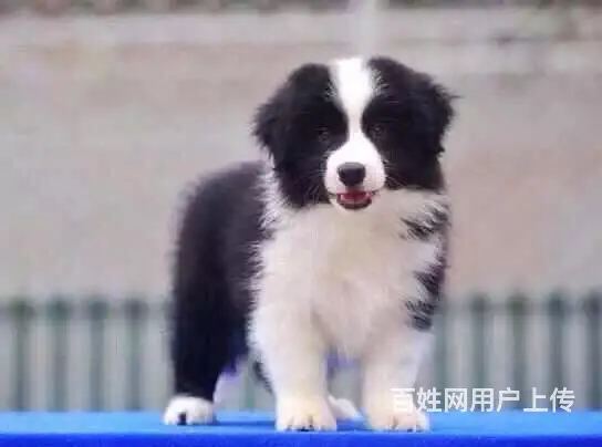 宿迁哪里有卖边牧犬，边牧市场价格 - 图片 9