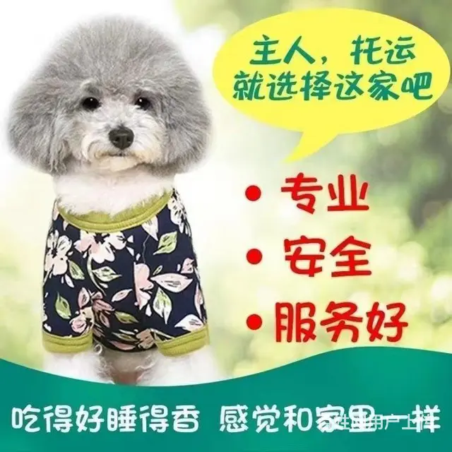 丽水青田宠物托运 （猫狗活体运输）宠物快递至全国 - 图片 1