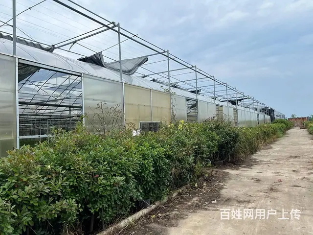 （徐州找店网）新河镇农业智慧园区出租或出售 - 图片 4