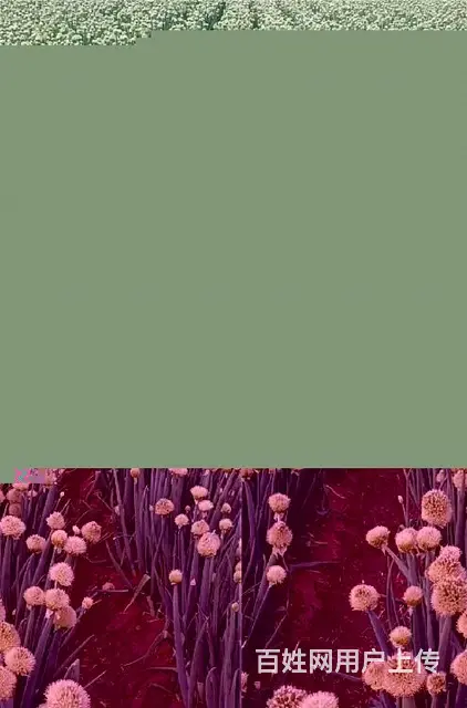 进口大葱种子与章丘大葱的完美融合，打造餐桌上的绿色奇迹 - 图片 2