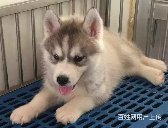 滨州哪卖哈士奇，哪有哈士奇，谁家的哈士奇靠谱 - 图片 4