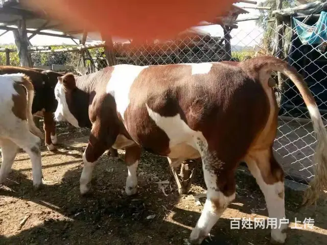 专门为大家买卖各种牛，牛品种好友西门塔尔，夏洛莱， - 图片 3