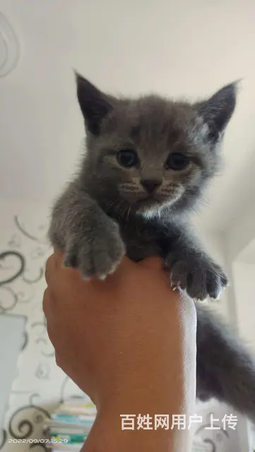 自家宠物猫  有大有小 - 图片 1