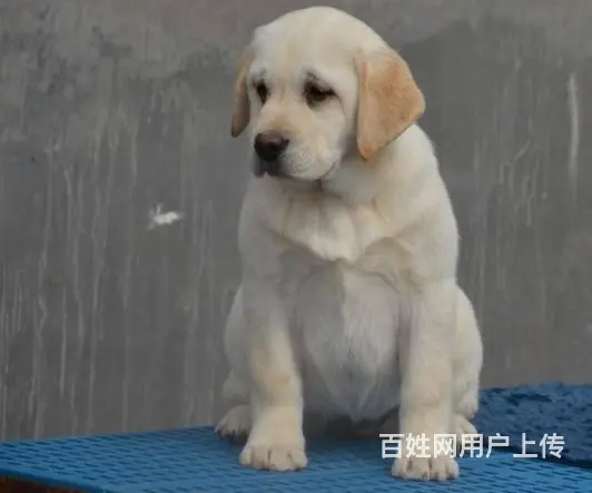 拉布拉多有什么颜色30天包退换签协议 - 图片 4