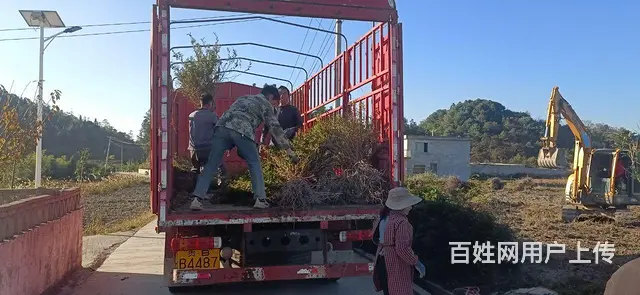 刺梨苗，刺梨树苗，刺梨小苗，刺梨果苗 - 图片 4