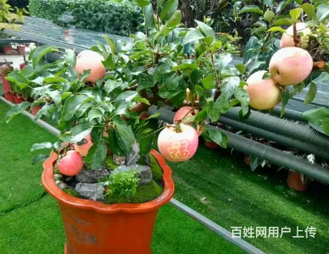 盆景苹果树 果树盆景 占地树(基地直销)盆景批发 - 图片 2