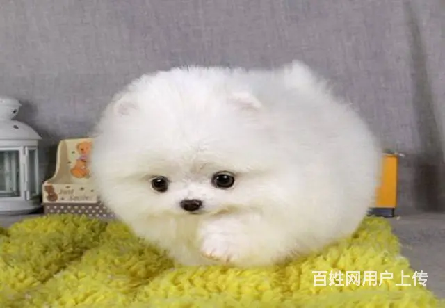 主推小体博美幼犬 熊版博美宝宝品质有保障 - 图片 8