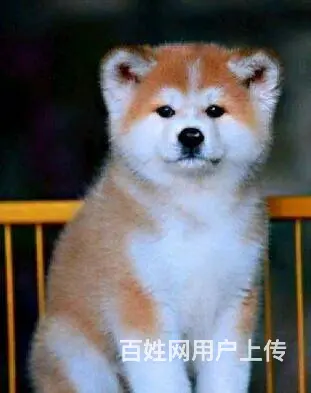 赛级秋田犬 精品日系秋田犬幼犬 保证纯度保证健康 - 图片 9