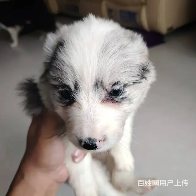 家养纯种边牧，品相佳。 - 图片 1