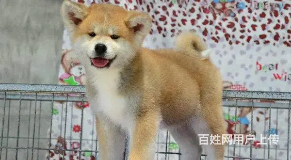 日系秋田犬/CKU认证品质绝对保证 - 图片 5