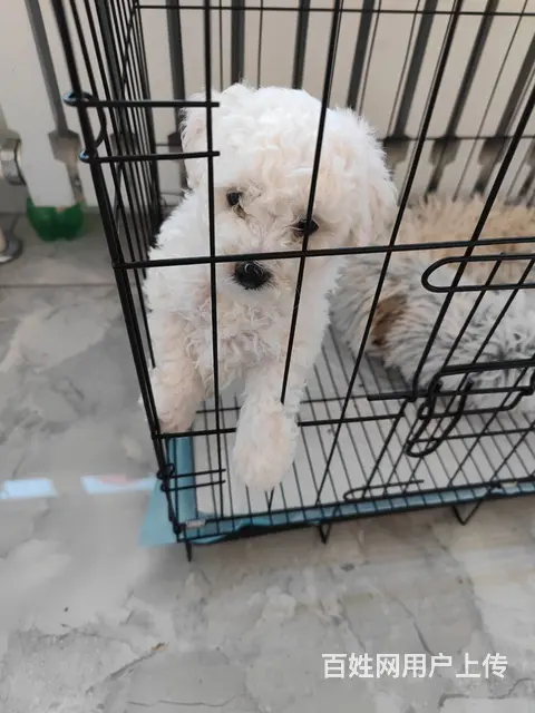 自家狗狗 - 图片 2