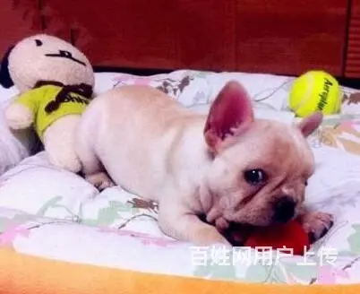 售纯种法国斗牛犬幼犬 法牛犬三针齐全已驱虫 - 图片 7