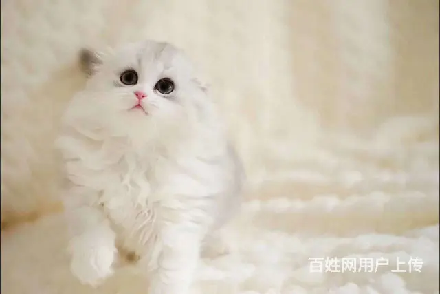 哪里有折耳猫卖的 无病无廯 双血统折耳猫多少钱 - 图片 3