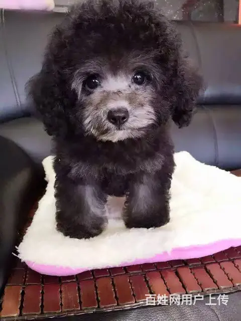 高品质 茶杯泰迪熊幼犬 玩具泰迪犬出售 - 图片 1