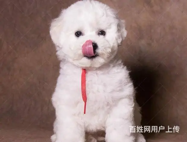 出售纯种比熊犬幼犬 棉花糖宝宝 北京法国比熊犬 - 图片 6