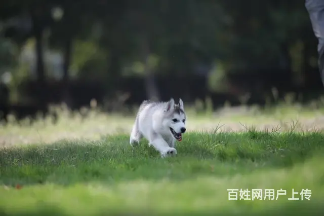 孝感哪里有表情帝哈士奇特价出售 保健康保品质 全国 - 图片 1