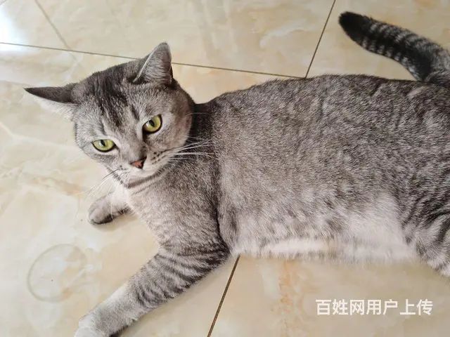 猫猫送人 - 图片 1