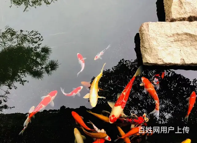 苏州锦鲤鱼金鱼养殖批发市场地址 - 图片 3