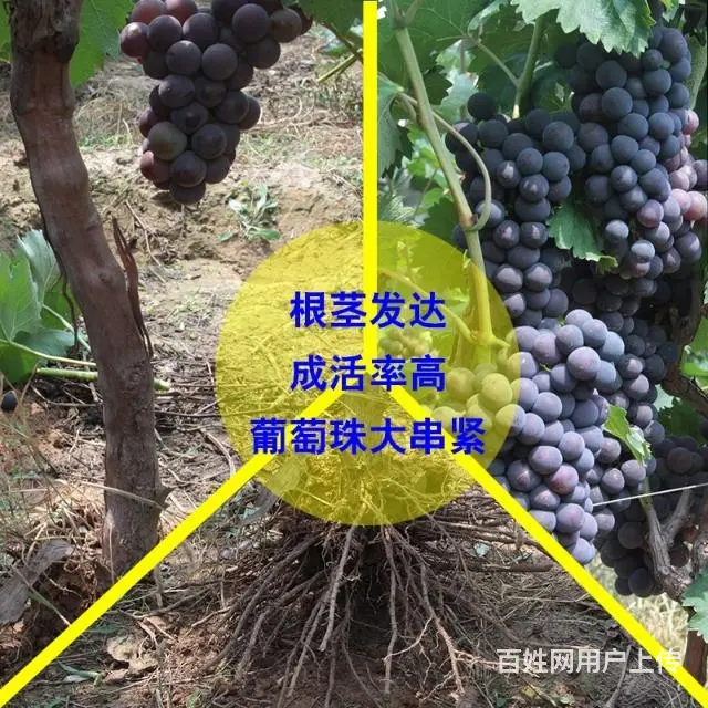 急售巨峰葡萄树葡萄苗，价格便宜 - 图片 2