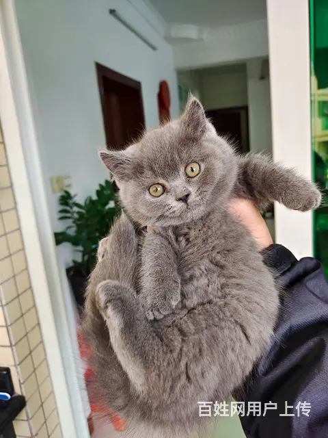 纯家养蓝猫 - 图片 1
