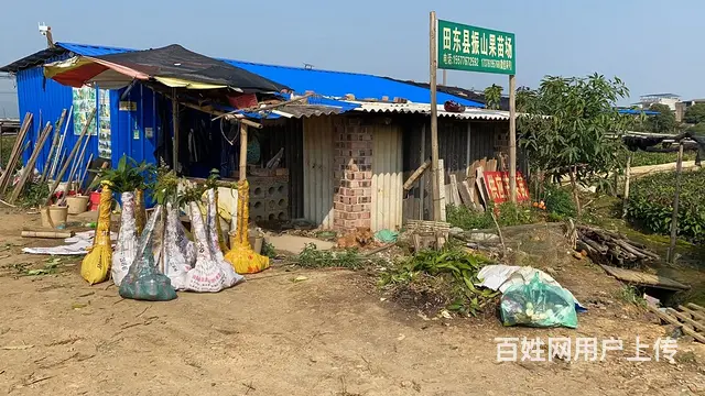 供应各种芒果树苗以及其他水果树苗 - 图片 5