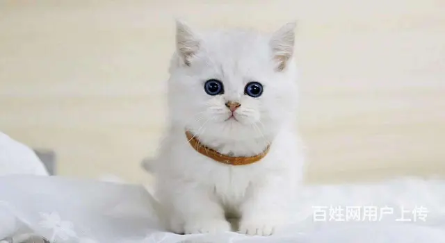 哪里有短毛猫卖的 纯种健康 短毛猫有什么习惯 - 图片 2