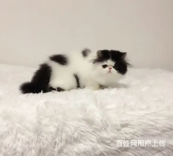 哪里有纯白棉花糖系列波斯猫卖的 波斯猫多少钱 - 图片 4