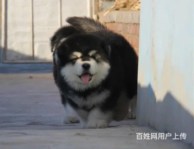 巨型熊版阿拉斯加大骨架子 血统纯正 上门顾客折扣 - 图片 4