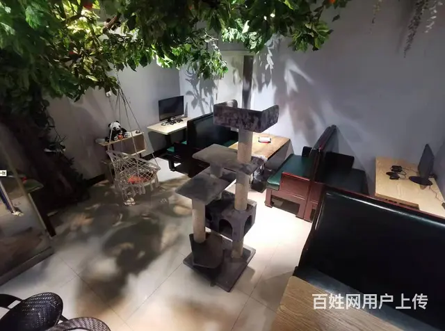 （速转店）急转 精装修独栋别墅 影咖 猫咖 可专项做其他 - 图片 6