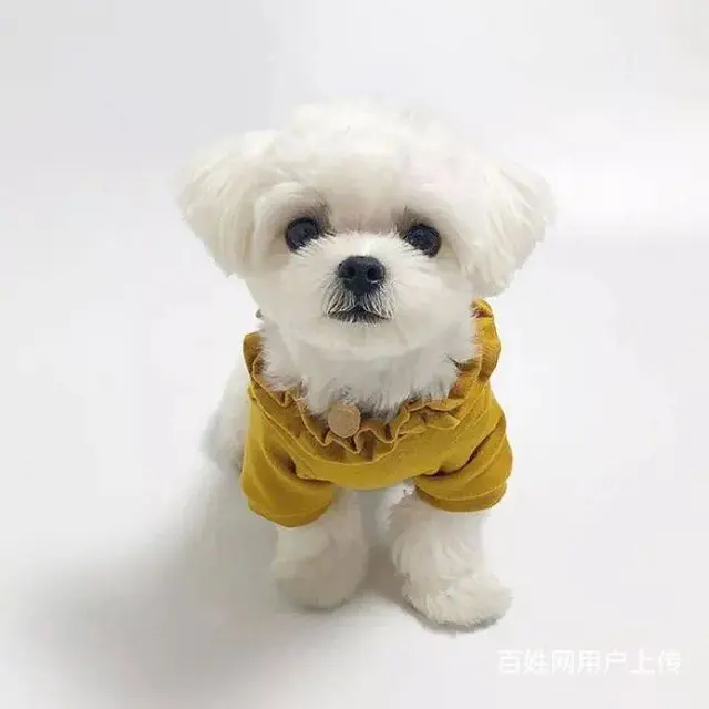 广州马尔济斯犬一只多少钱 实体犬舍 自家繁殖保健康 - 图片 7