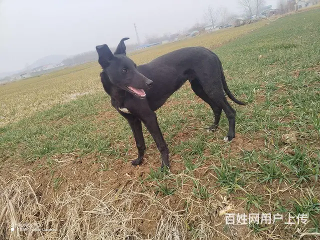狗 - 图片 5
