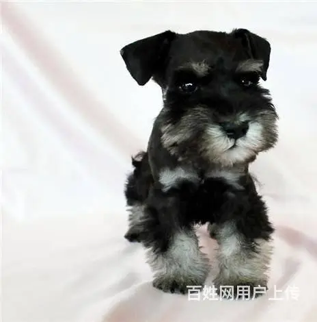 纯种雪纳瑞梗犬,家养雪纳瑞犬，雪纳瑞多少钱 - 图片 3