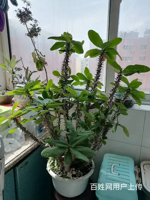 1米高大盆花卉玉树和刺玫杜鹃等出卖 - 图片 5