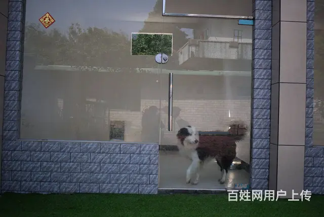 广州有素宠物训练学校 狗狗训犬基地 荔湾区文昌南路 - 图片 4