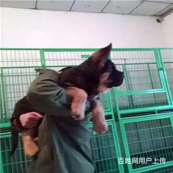 吕梁德牧专卖的地方|德牧纯种批发 - 图片 9