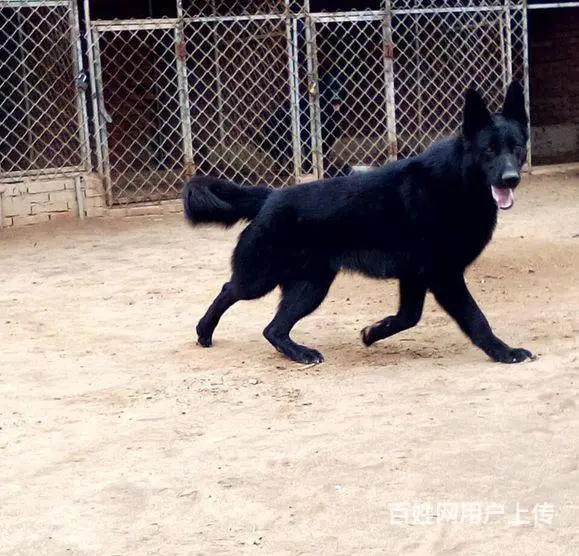安徽亳州比特犬多少钱狗狗价格 - 图片 3
