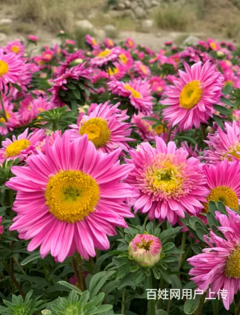 __哈尔滨绿中绿草种.花种公司__ - 图片 4