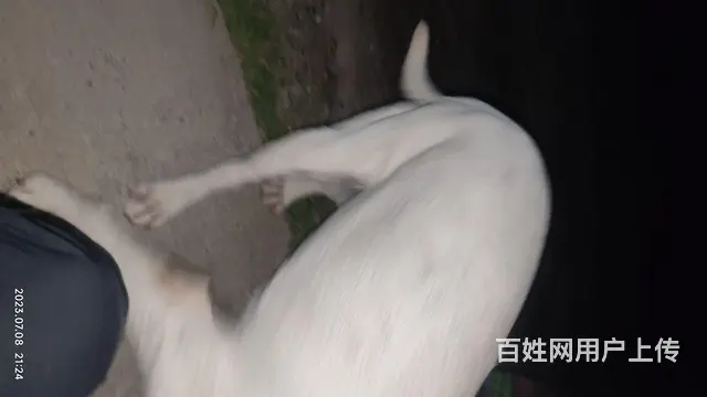狗狗 - 图片 3