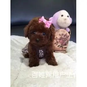精品泰迪犬出售 玩具体 茶杯体 包纯种健康 可刷卡 - 图片 7