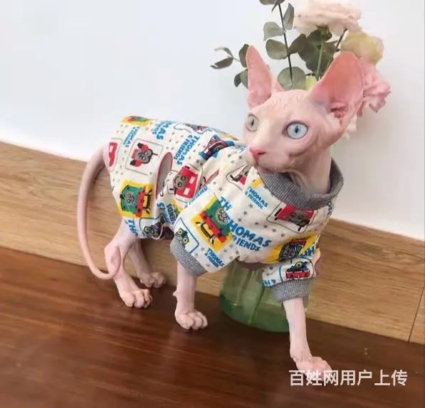 斯芬克斯无毛猫本地哪里有卖的 养无毛要注意什么 多少 - 图片 1