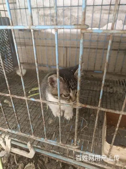小猫求领养 - 图片 2