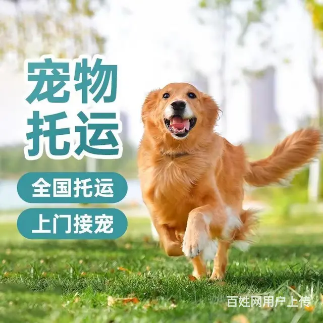 南充宠物托运 （猫狗活体运输）宠物快递至全国 - 图片 2