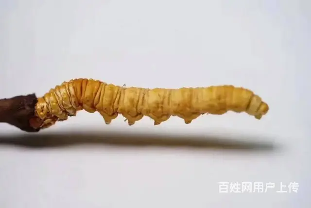 上街回收各种规格冬虫夏草/茅台酒当前价格 - 图片 12