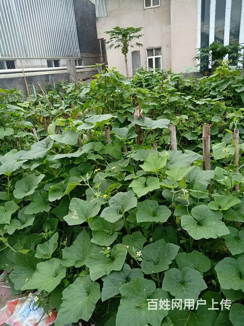 新南城附近稀缺别墅地急售 - 图片 2