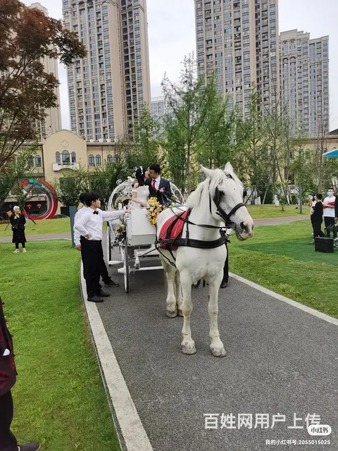 成都周边租花轿步撵大花轿，租喜轿轿夫，唢呐锣鼓 - 图片 3