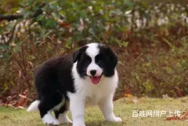 承德边牧怎么卖 家养边牧 疫苗齐全 - 图片 8