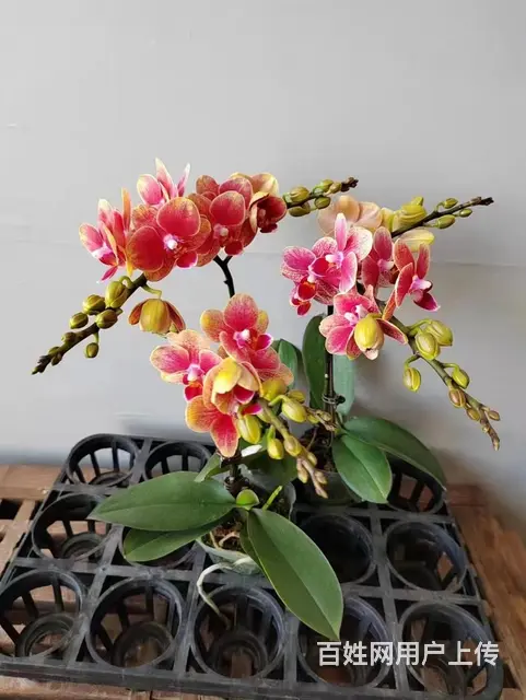 云南昆明美旗花卉基地批发鲜花满天星玫瑰向日葵各种草 - 图片 1
