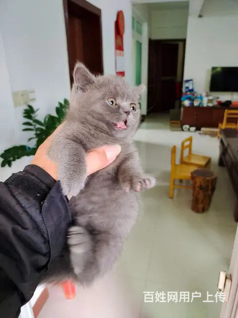 纯家养蓝猫 - 图片 2