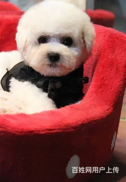 北京市比熊犬 法系卷毛比熊犬 纯种比熊犬出售 - 图片 1