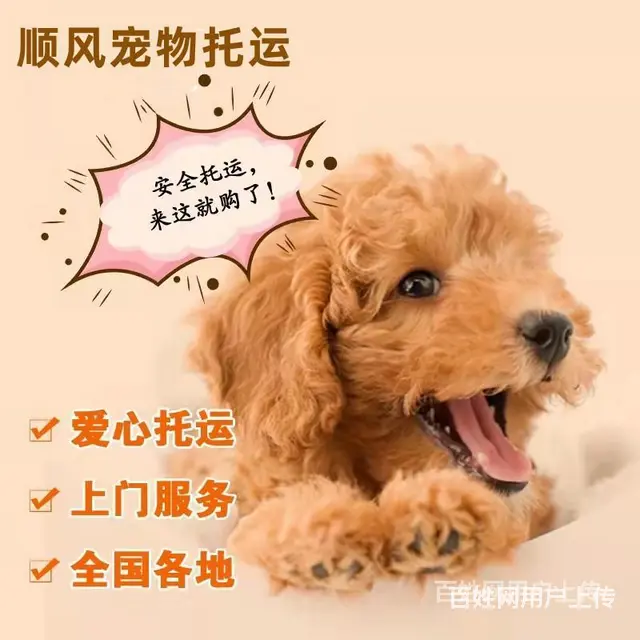南充西充宠物托运（猫狗）活体邮寄快递（2022宠物运输 ）今 - 图片 2
